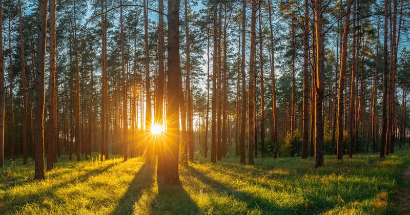 Сплав по тихой реке на байдарках, обед на берегу